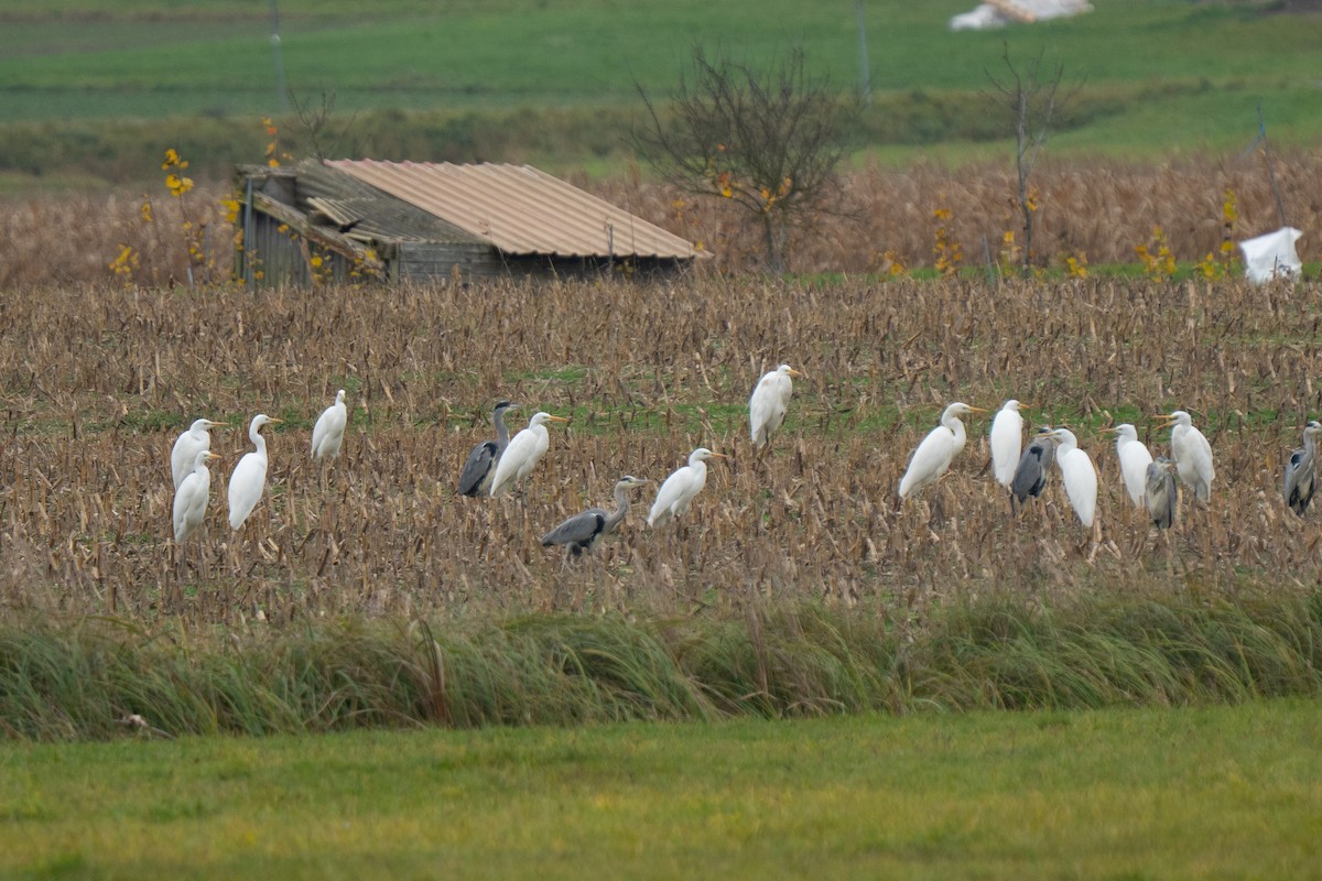 volavka bílá - ML645350990