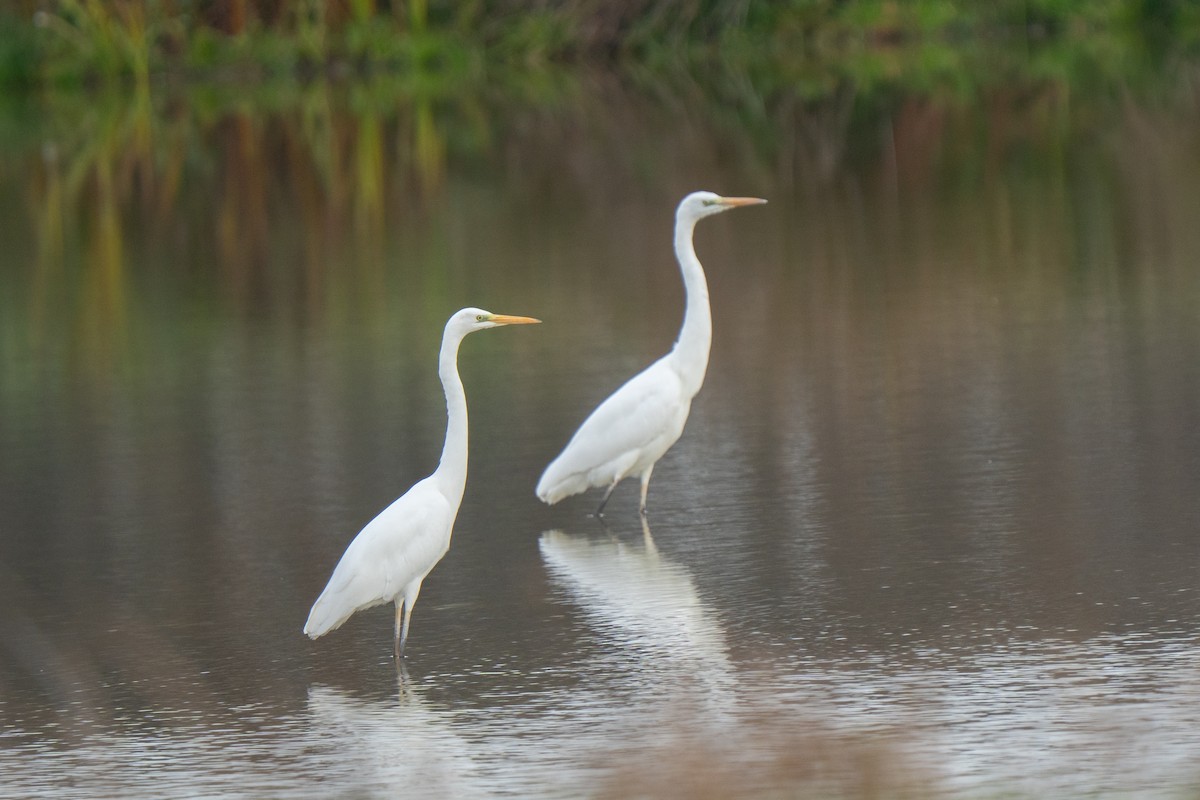 volavka bílá - ML645350993