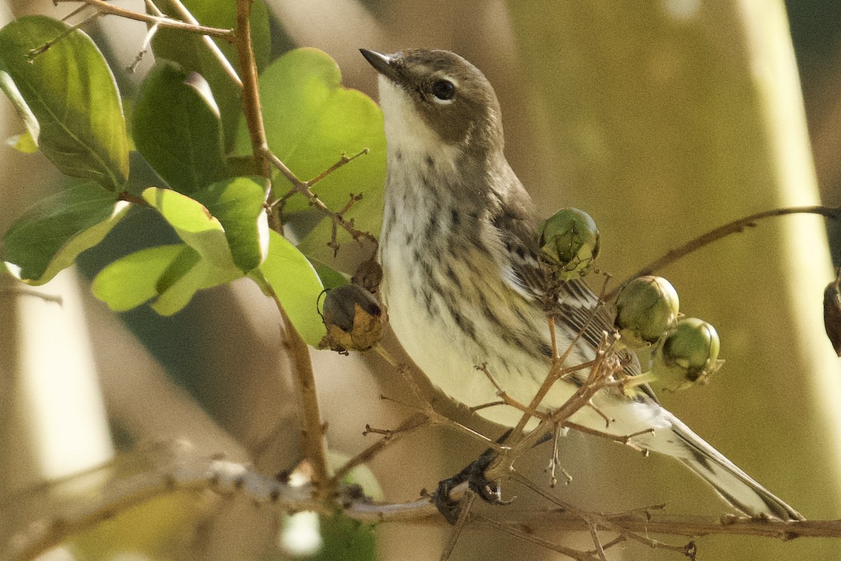 Yellow-rumped Warbler - ML645350996