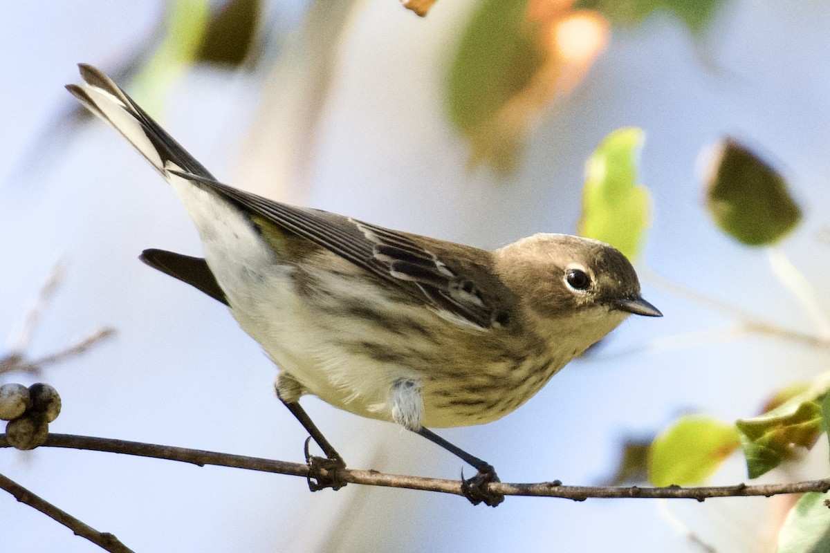 Yellow-rumped Warbler - ML645350999