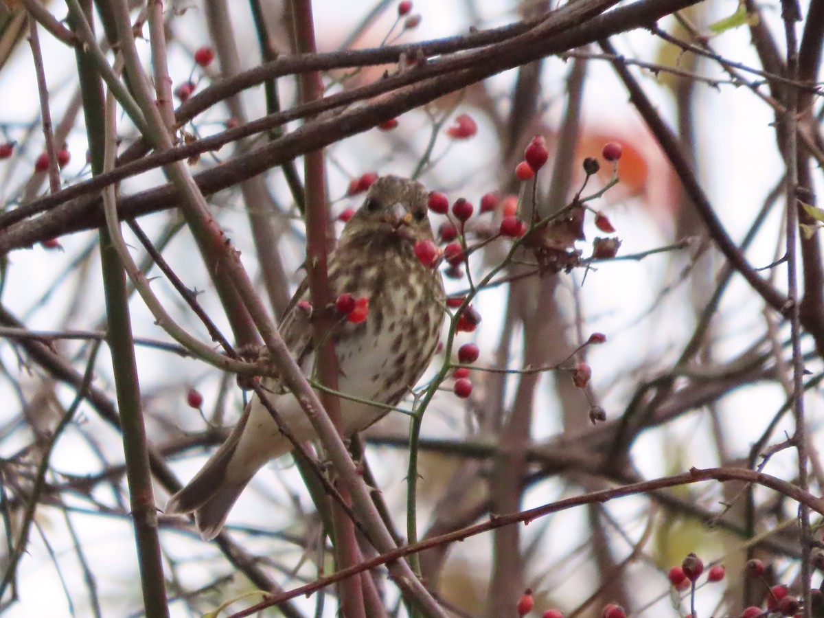 Camachuelo Purpúreo - ML645351003