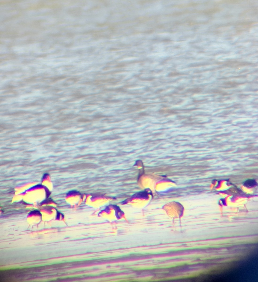 Yosun Kazı - ML645351015