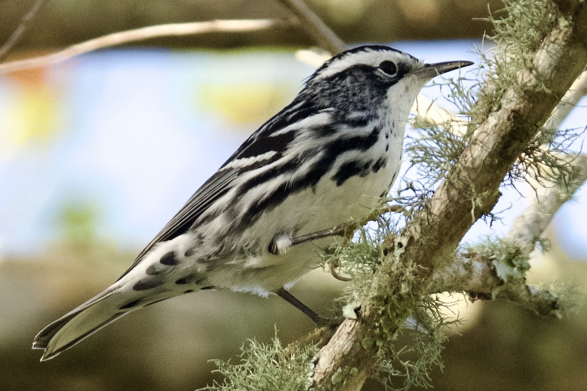 Black-and-white Warbler - ML645351026