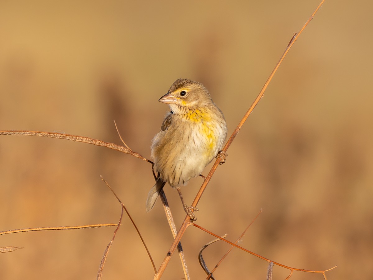Dickcissel - ML645351032