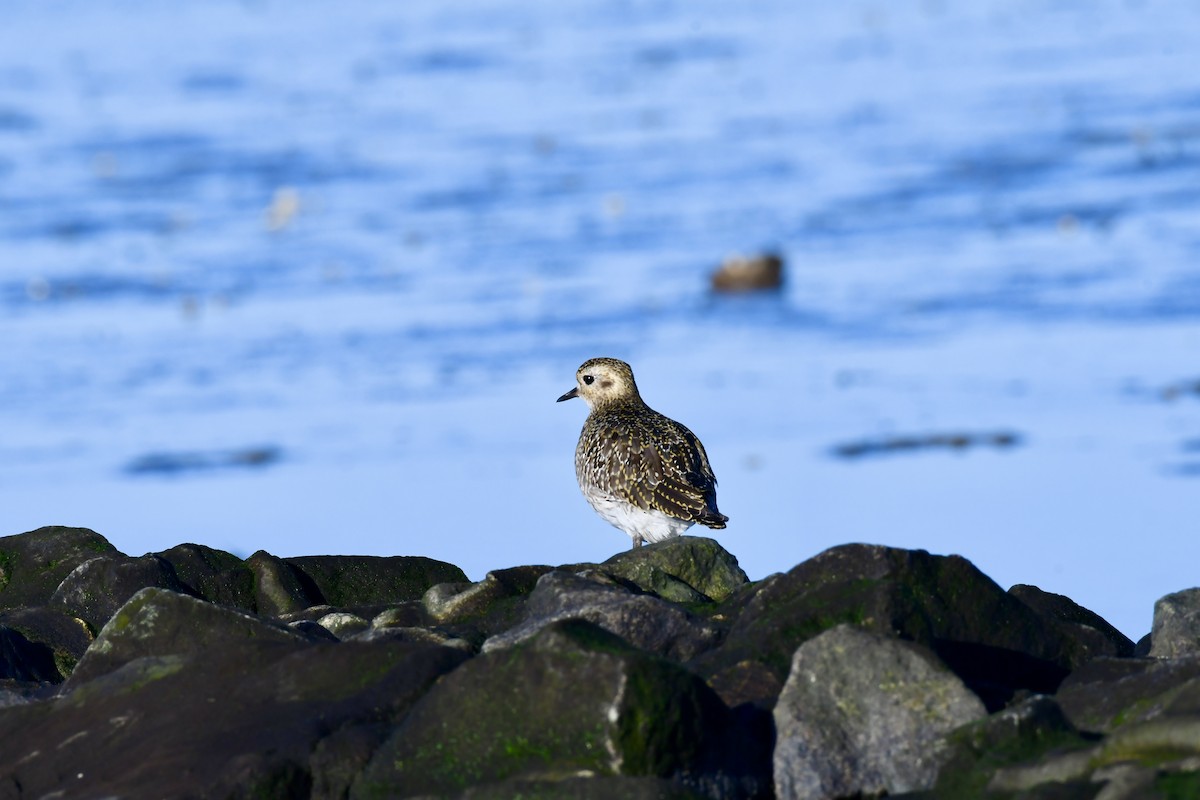 Altın Yağmurcun - ML645351034