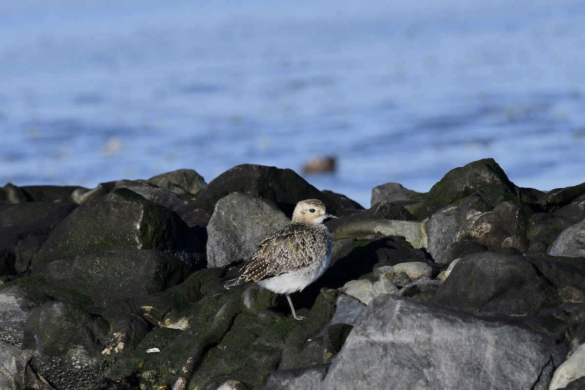 Altın Yağmurcun - ML645351035