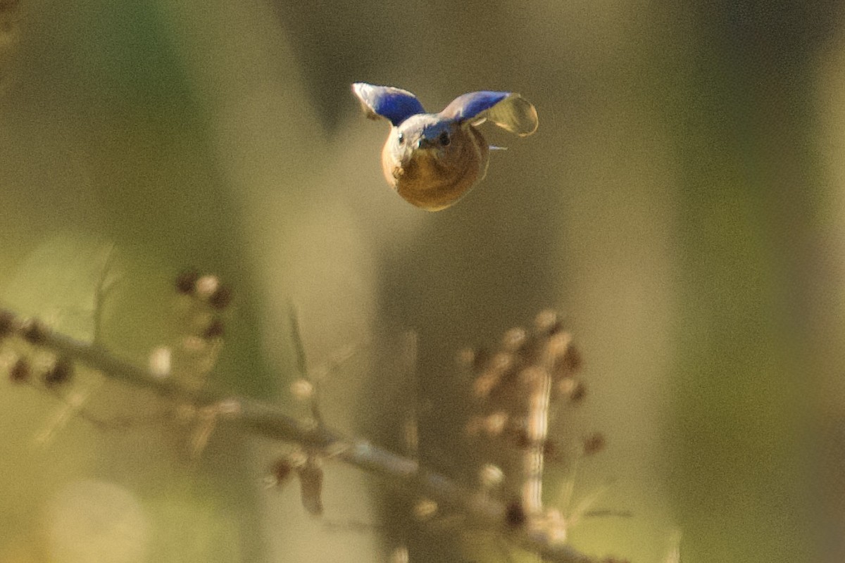 Eastern Bluebird - ML645351053
