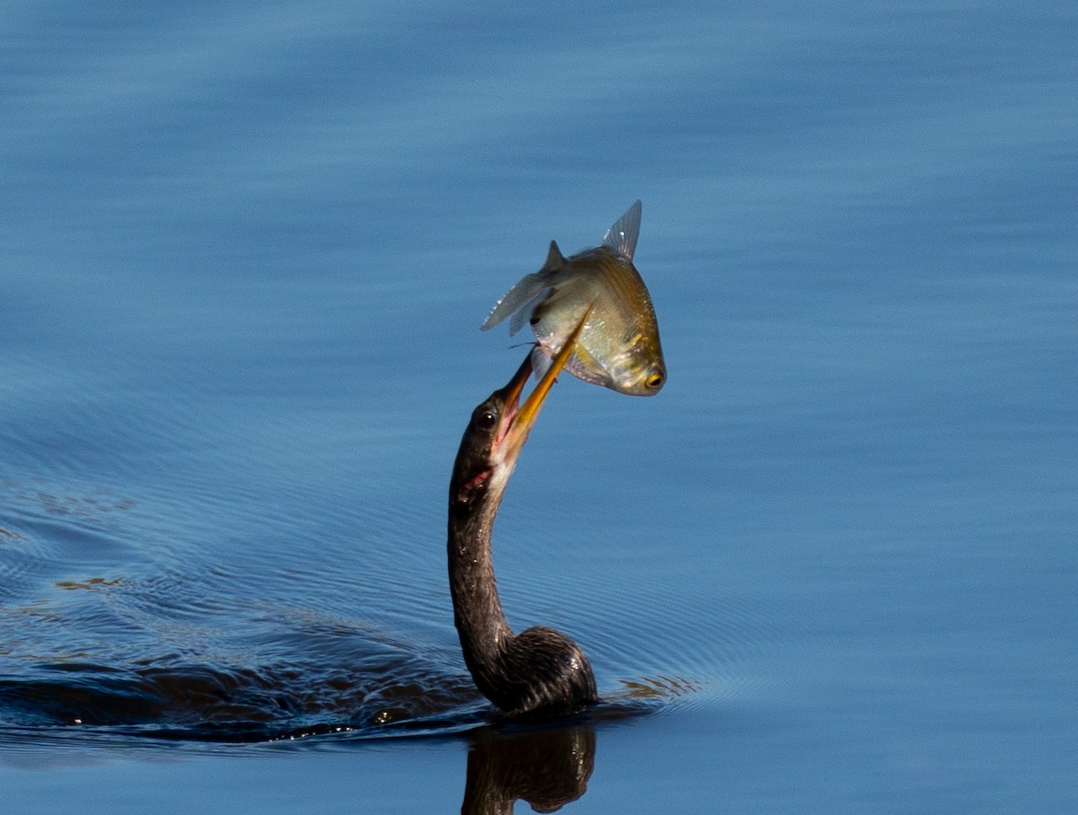 Anhinga - ML645351081