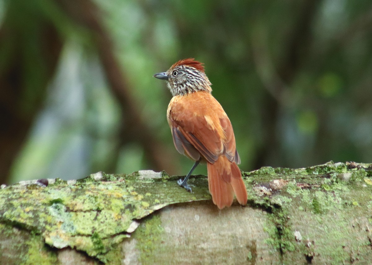 Batará Barrado - ML645351084