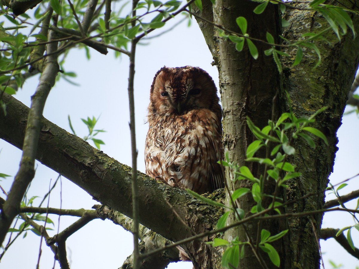 Chouette hulotte - ML645351099