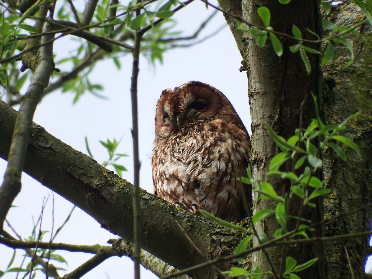 Chouette hulotte - ML645351100