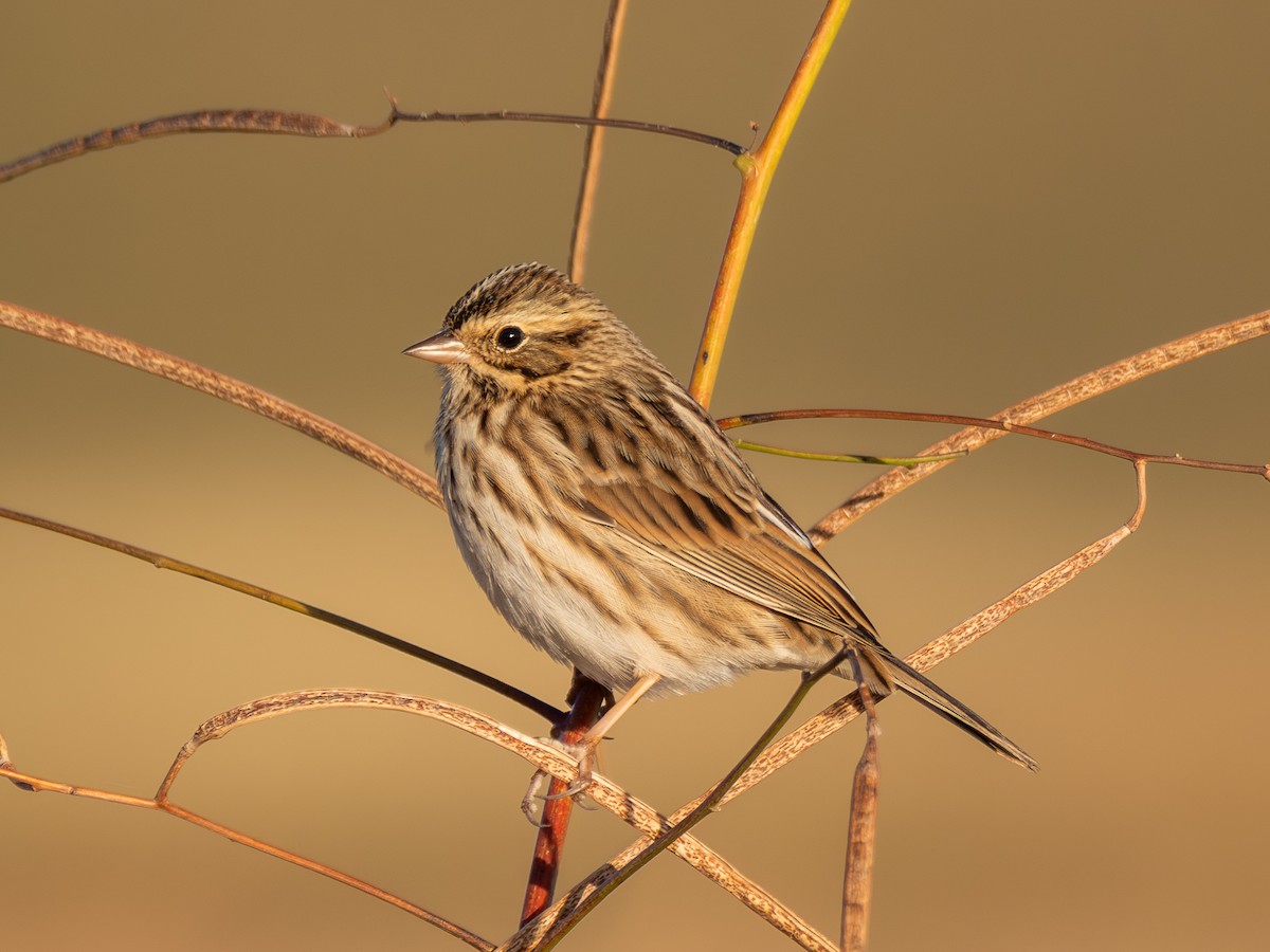 Savannah Sparrow - ML645351109