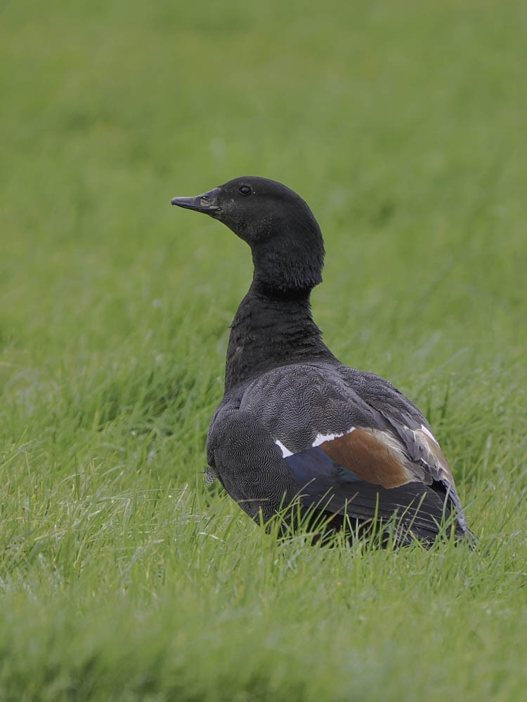 Tarro Maorí - ML645351110