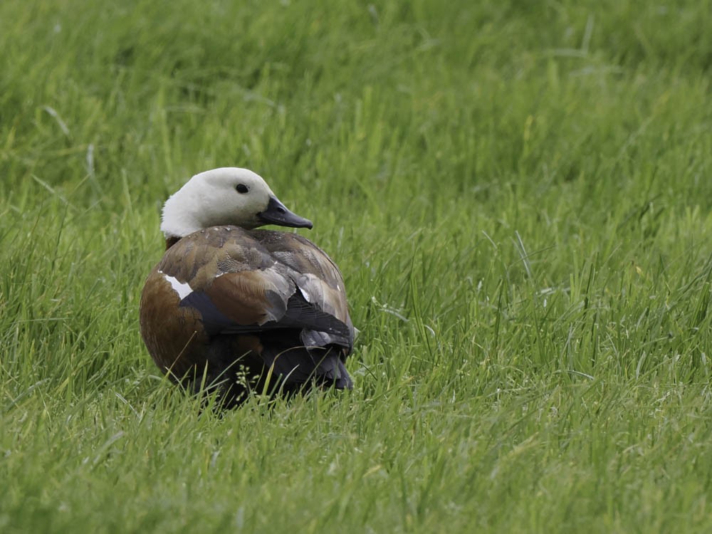 Tarro Maorí - ML645351111