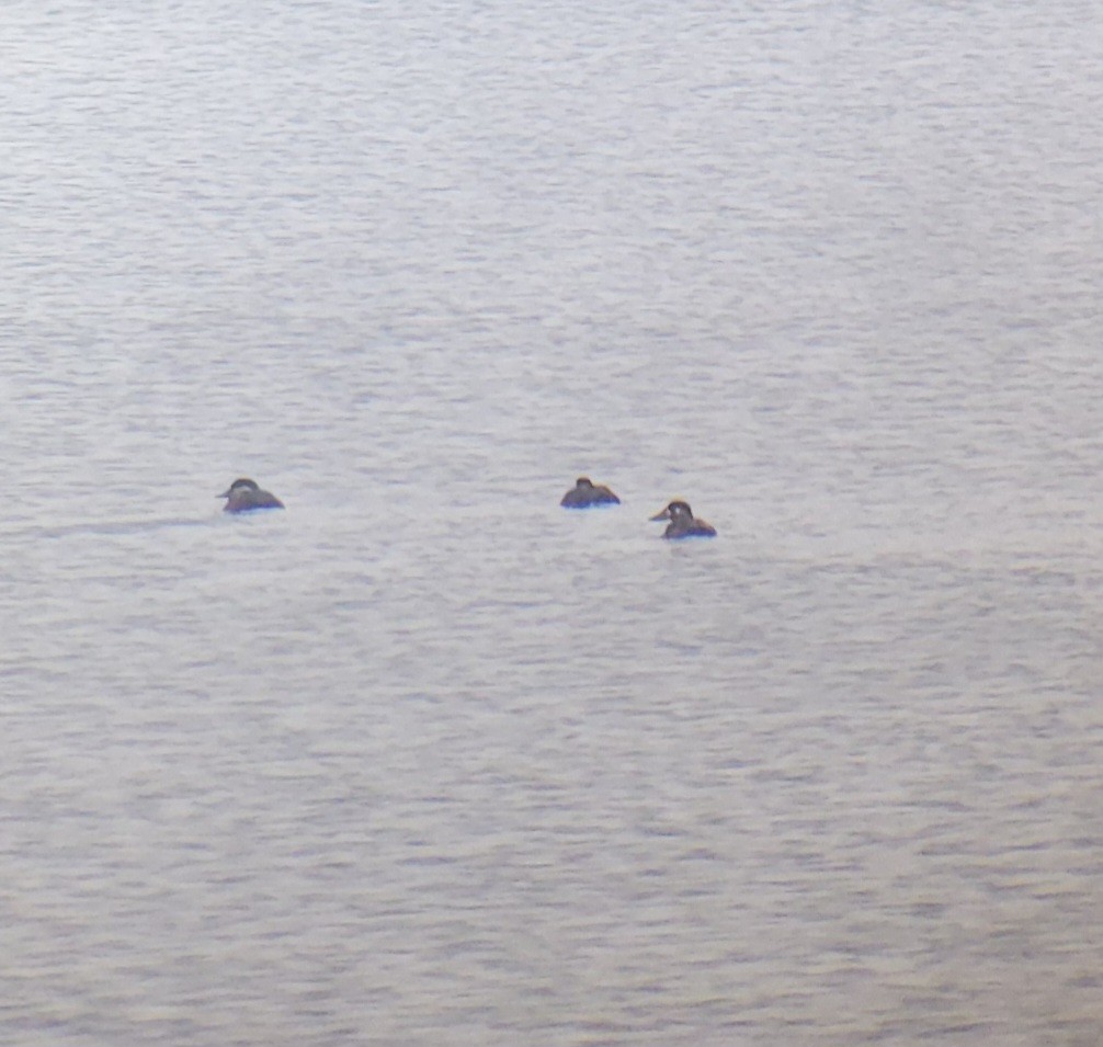 Black Scoter - ML645351127