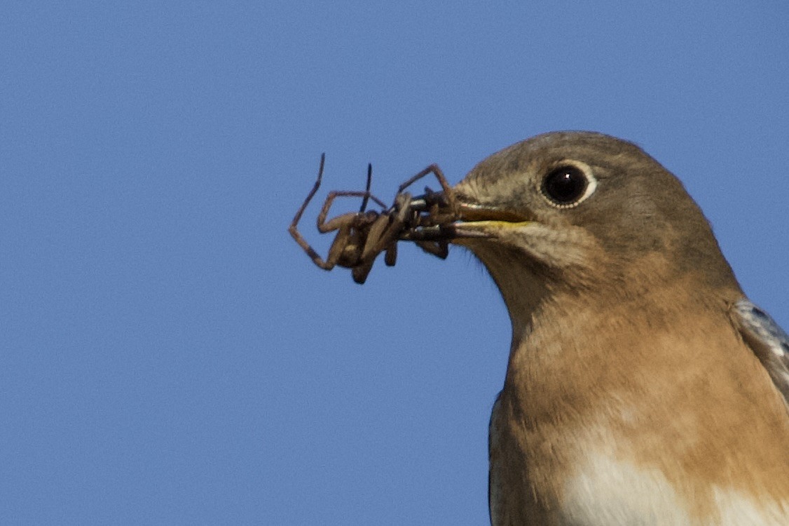 Eastern Bluebird - ML645351130