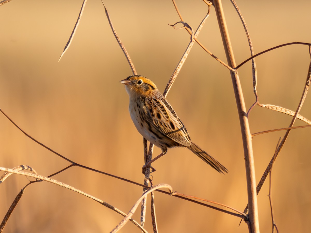 LeConte's Sparrow - ML645351149