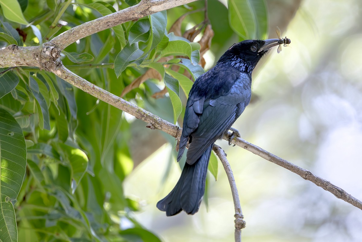 Hair-crested Drongo - ML645351272