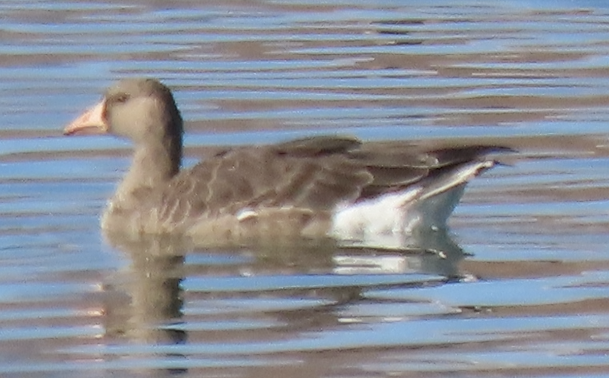 Greater White-fronted Goose - ML645351276