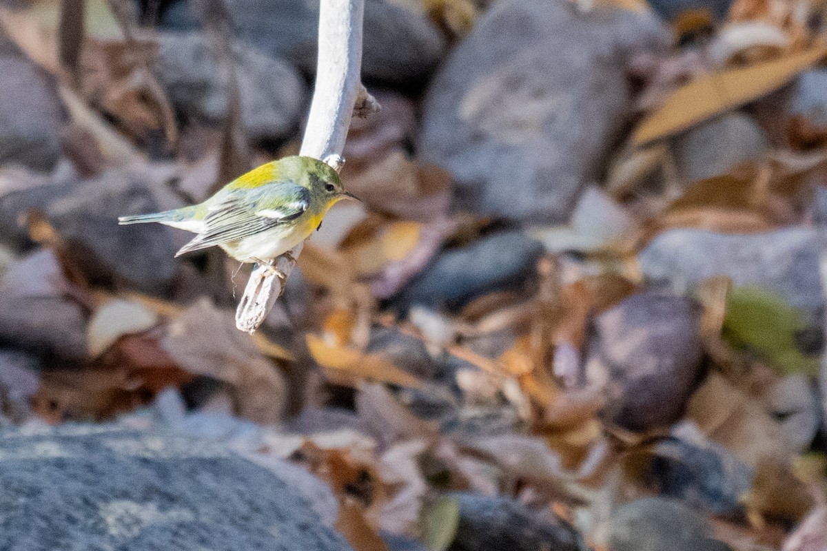 Northern Parula - ML645351281