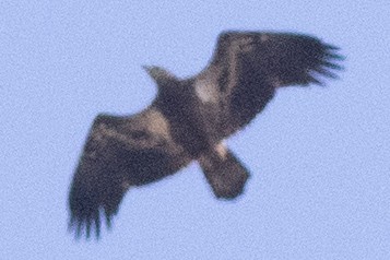 Белоголовый орлан - ML645351282