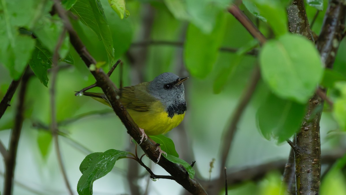 Mourning Warbler - ML645351283