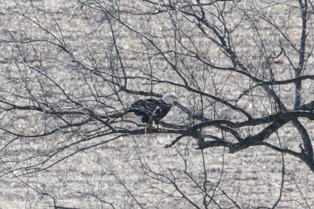 Белоголовый орлан - ML645351291