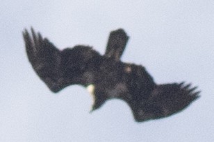 Белоголовый орлан - ML645351299