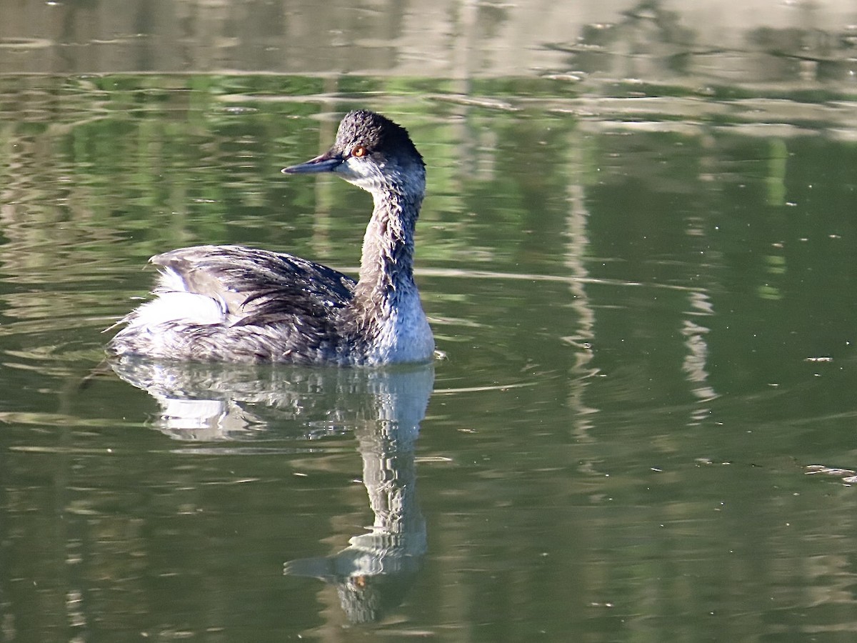 Eared Grebe - ML645351302