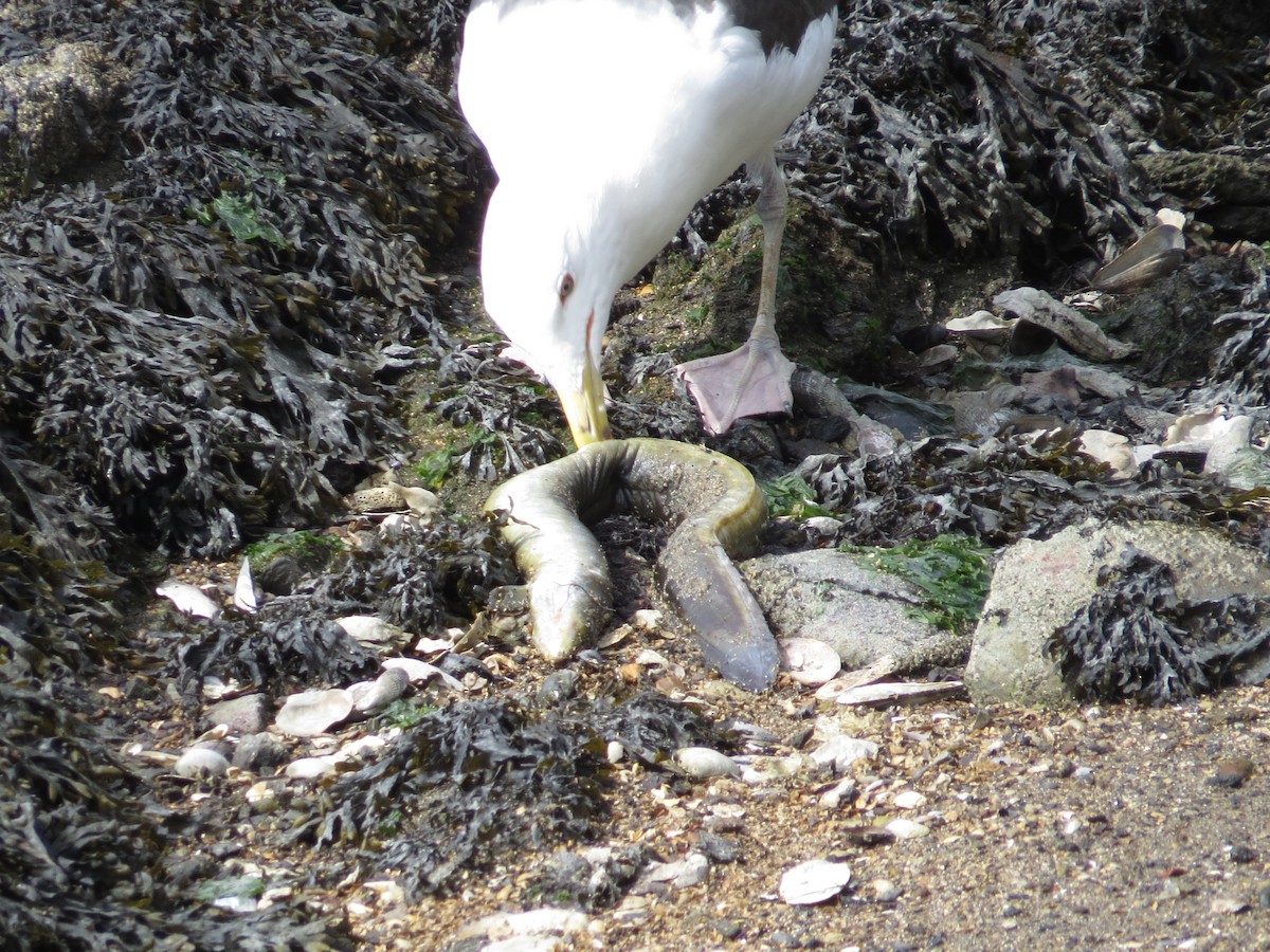 Great Black-backed Gull - ML64535131