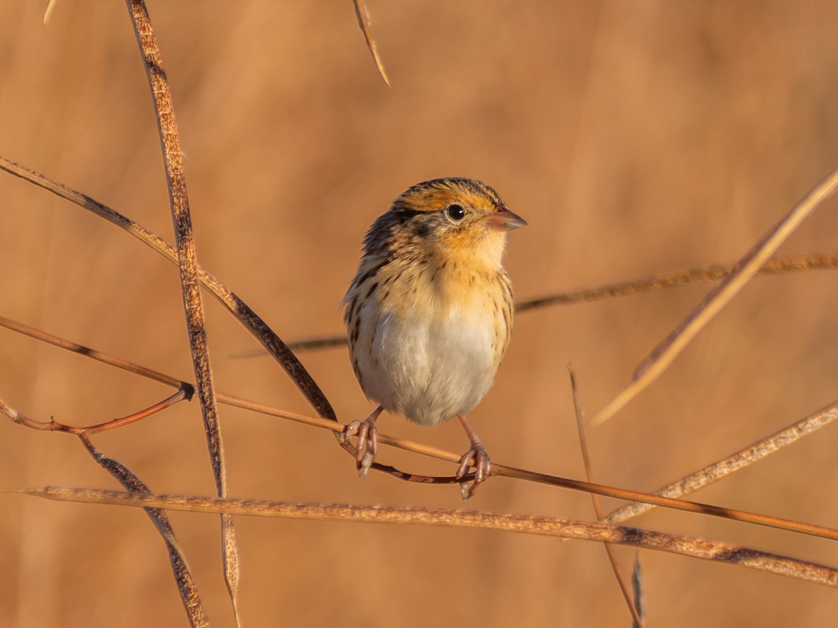 LeConte's Sparrow - ML645351326