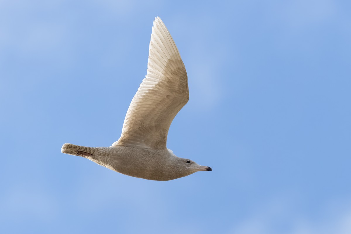 Glaucous Gull - ML645351344