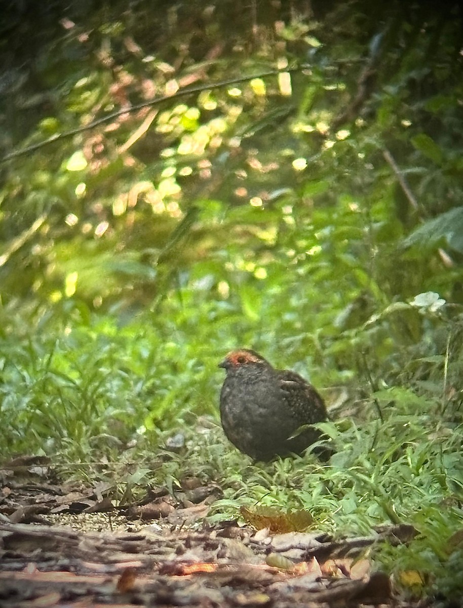 křepel šedobřichý - ML645351369