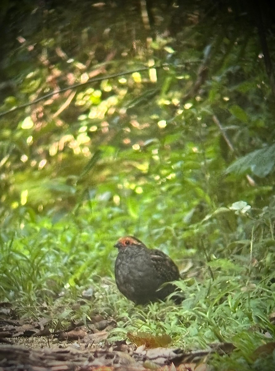 křepel šedobřichý - ML645351370