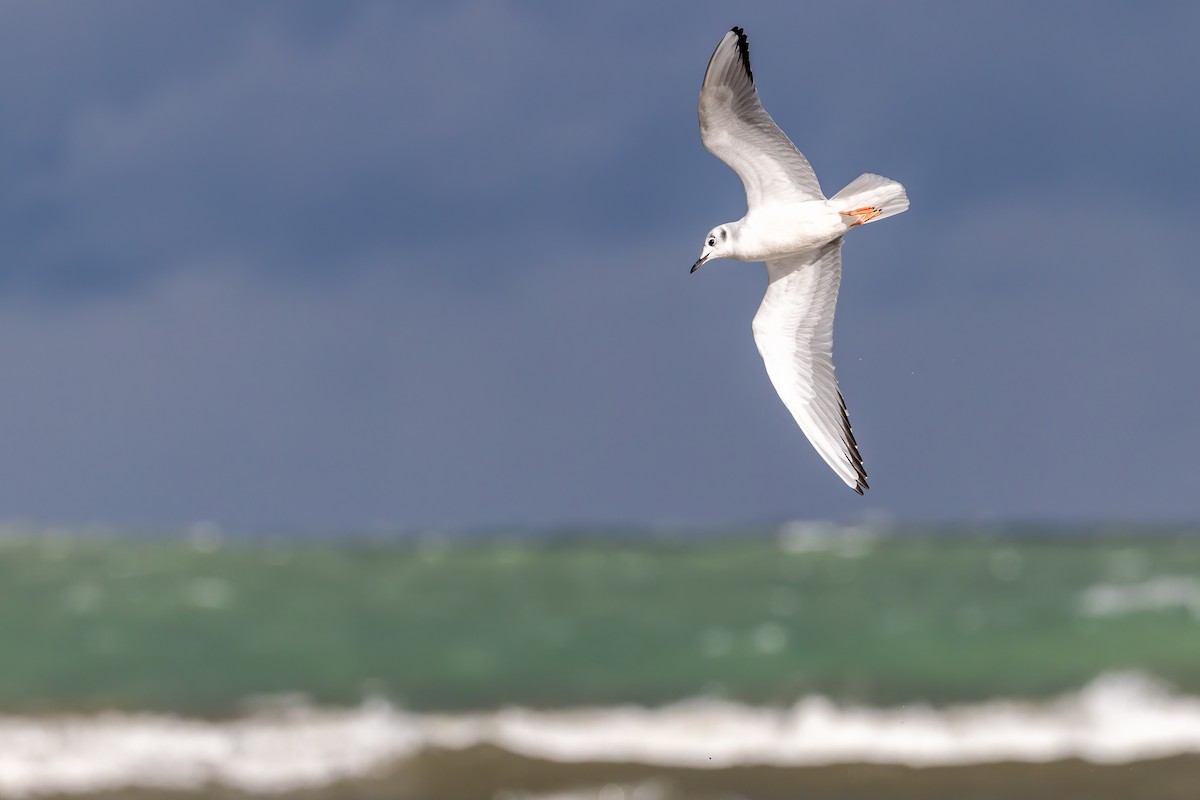 Bonapartemöwe - ML645351371