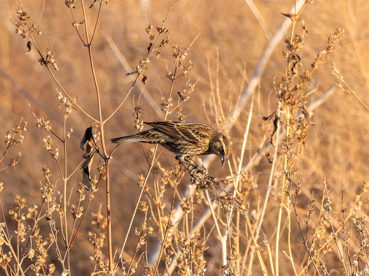 Red-winged Blackbird - ML645351372