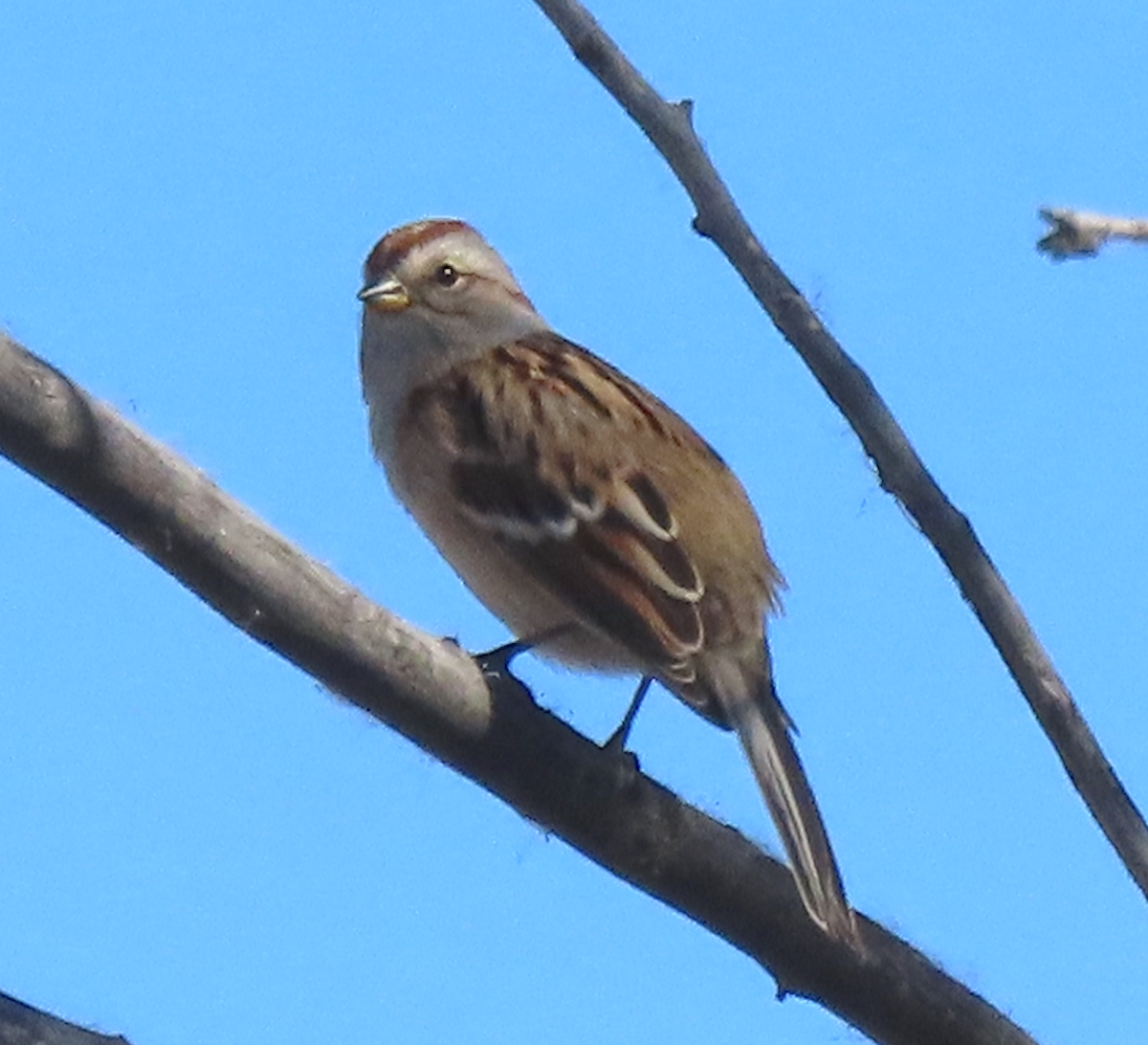 American Tree Sparrow - ML645351383