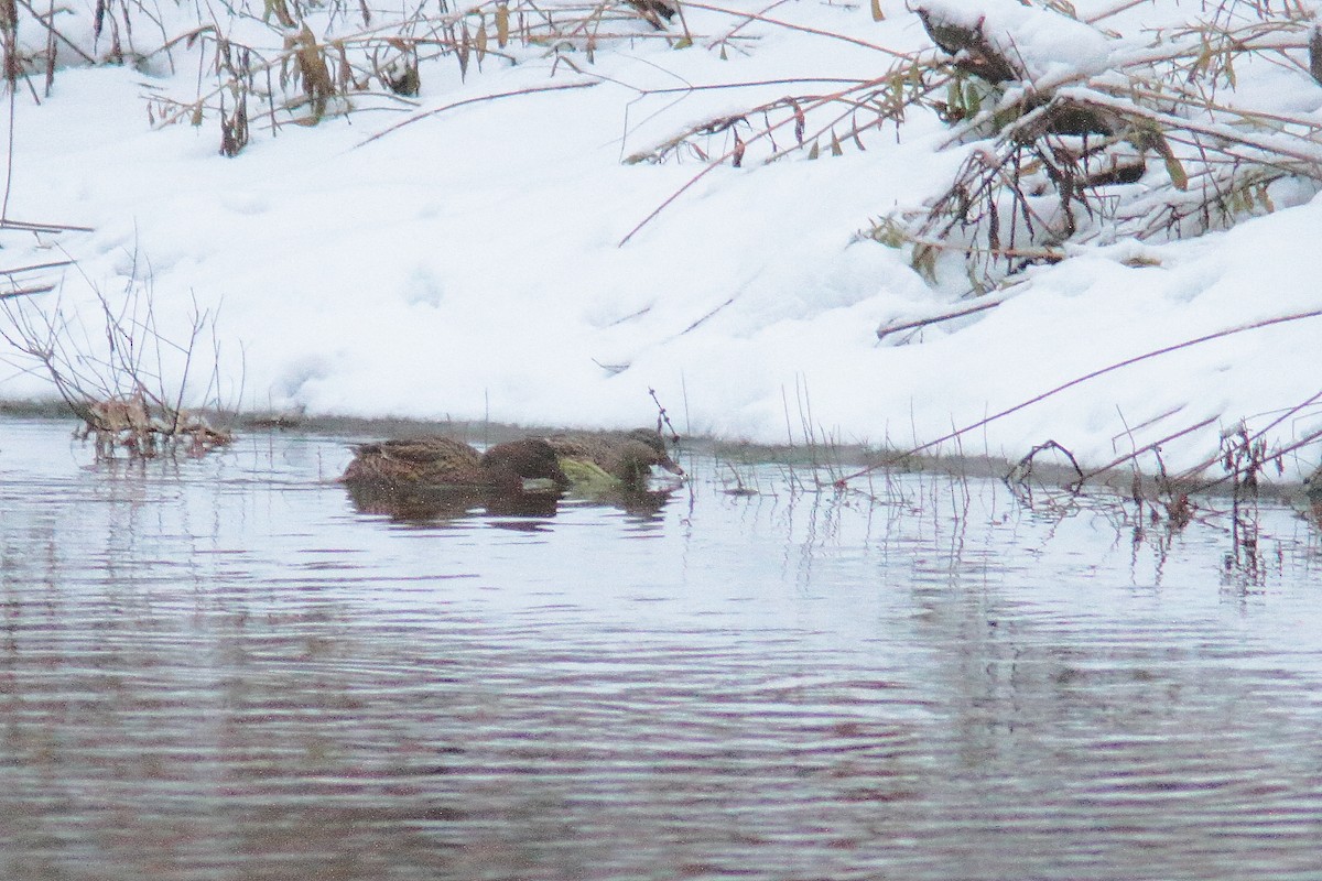 American Black Duck - ML645351388