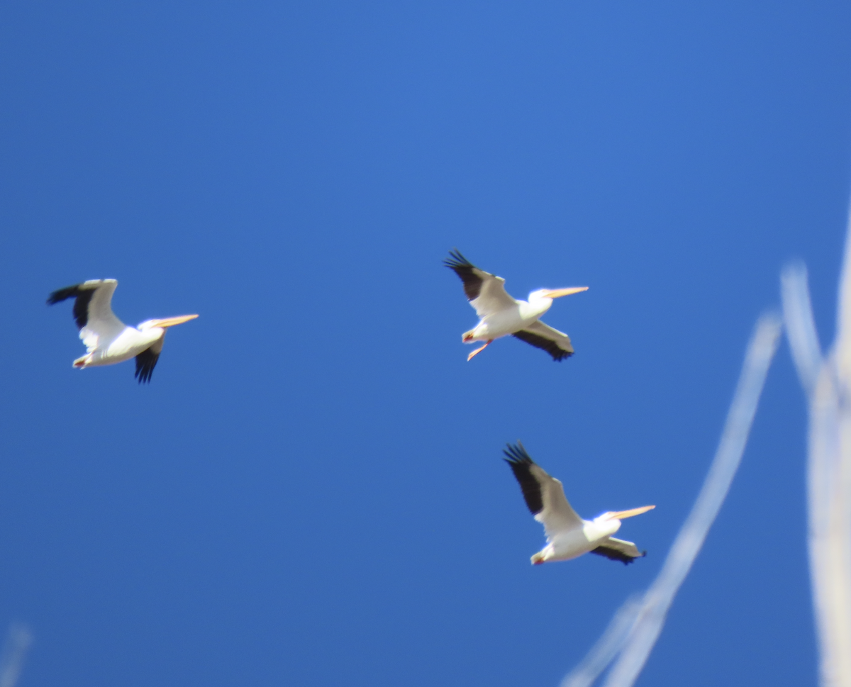 American White Pelican - ML645351394