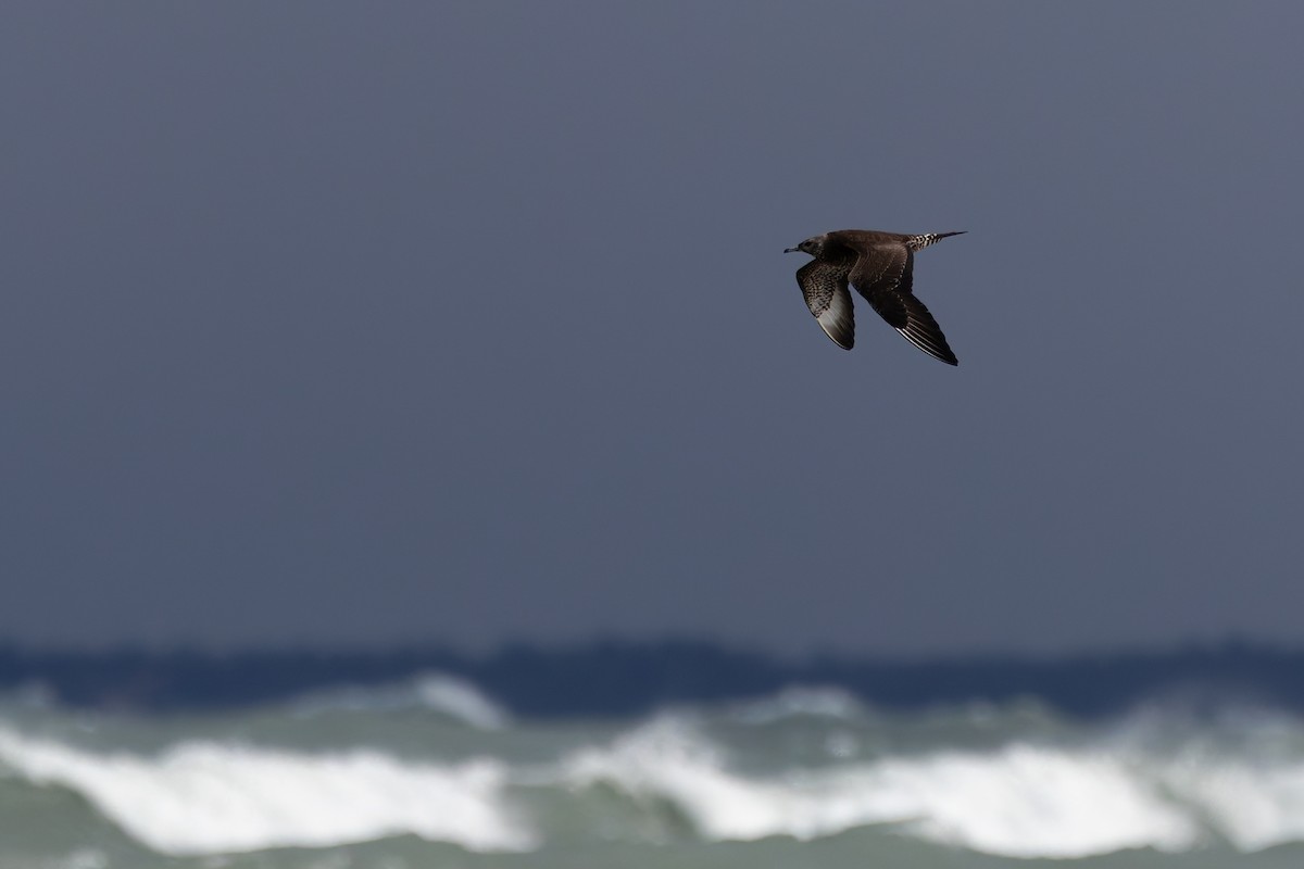 Schmarotzerraubmöwe - ML645351422