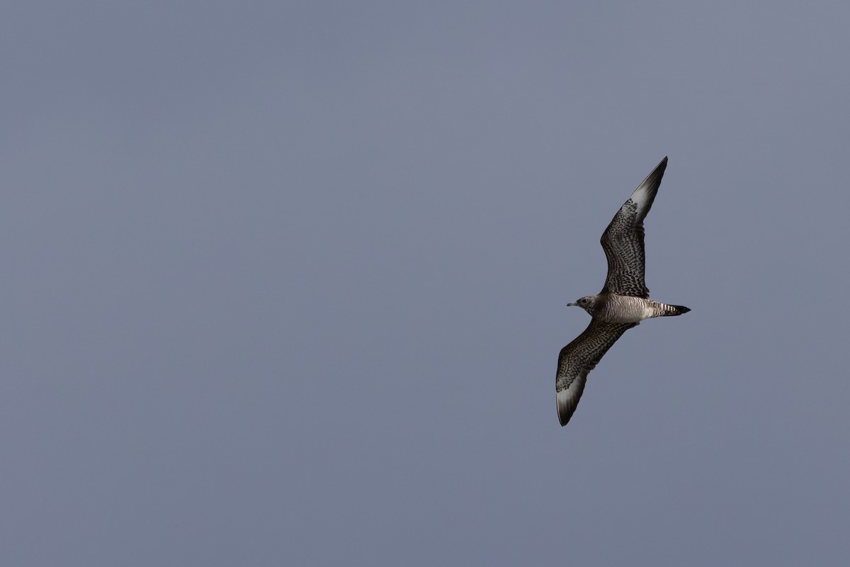 Schmarotzerraubmöwe - ML645351423