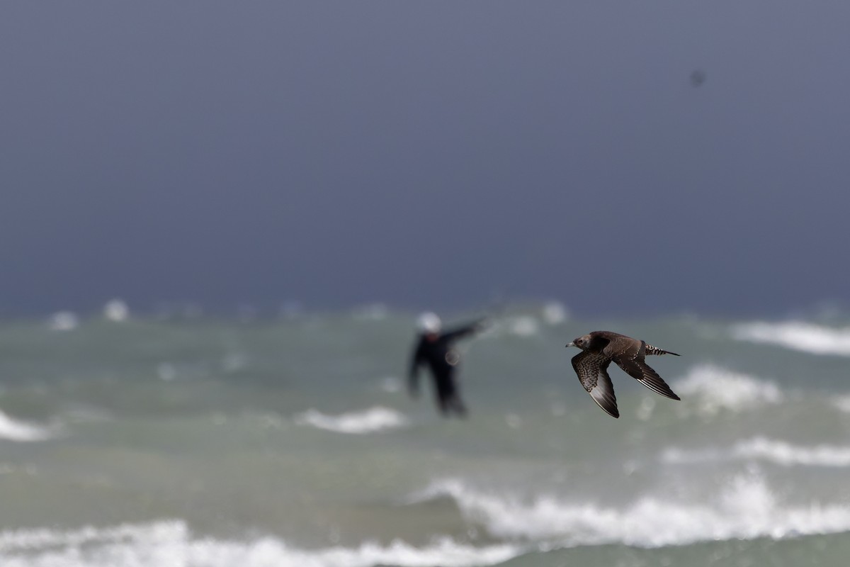 Schmarotzerraubmöwe - ML645351424