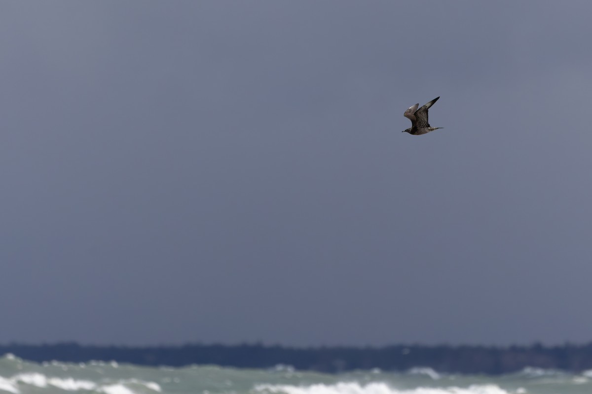 Schmarotzerraubmöwe - ML645351425