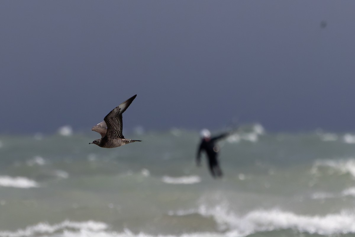 Schmarotzerraubmöwe - ML645351443