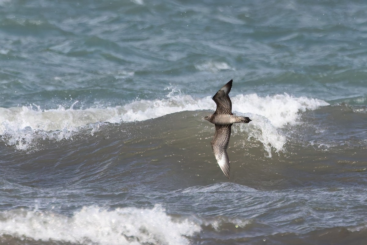 Schmarotzerraubmöwe - ML645351444