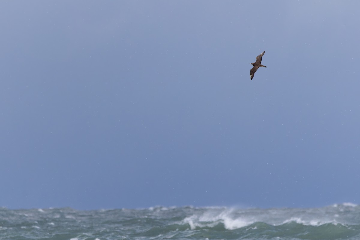 Schmarotzerraubmöwe - ML645351446