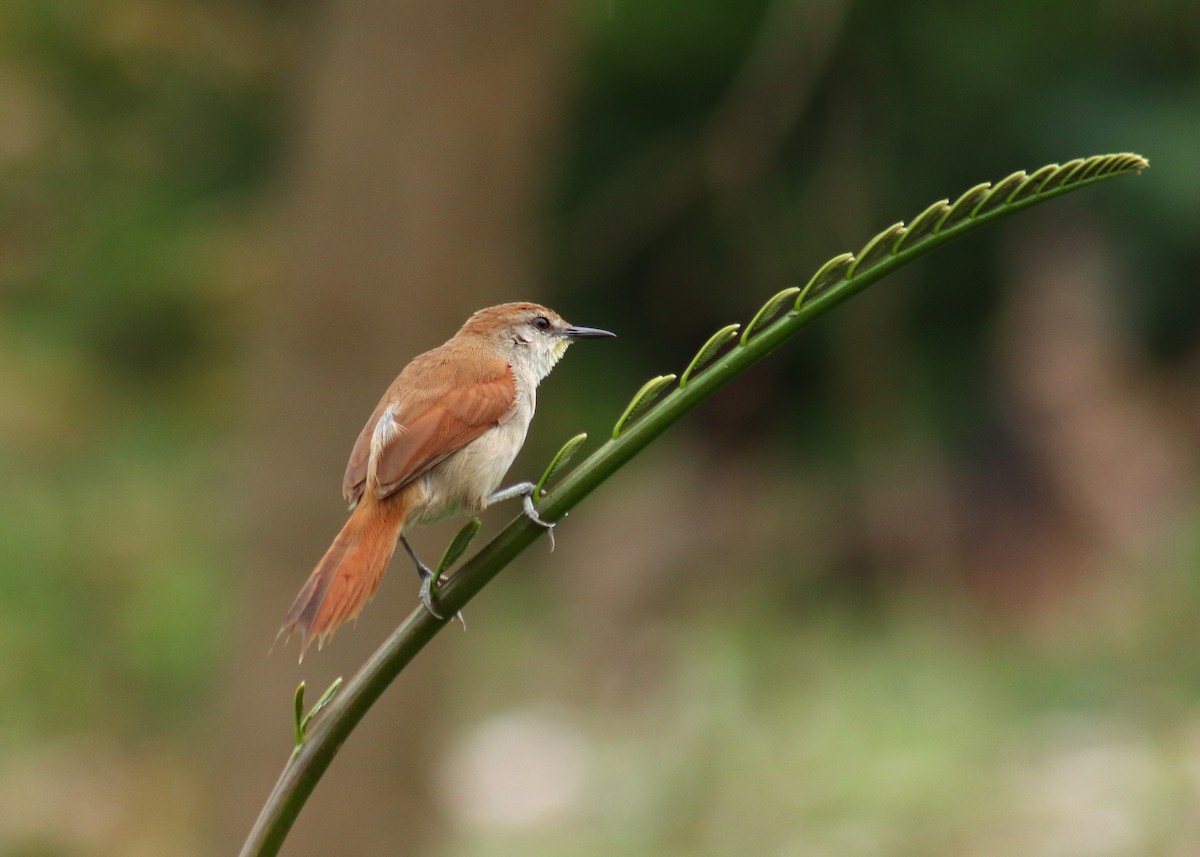 Yellow-chinned Spinetail - ML645351447