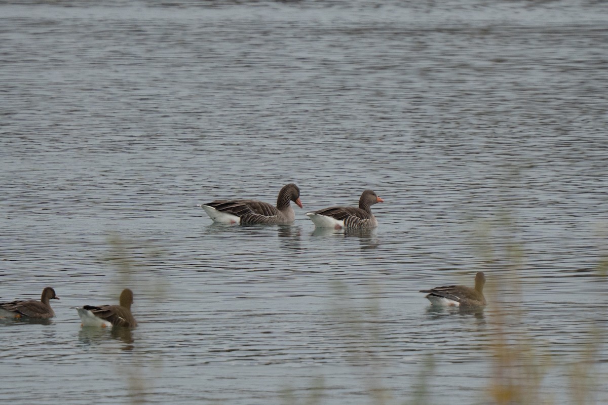 灰雁 - ML645351452