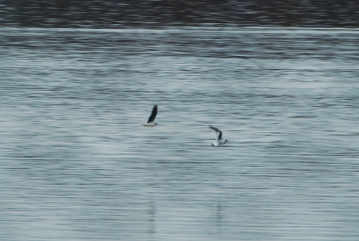 小鷗 - ML645351454