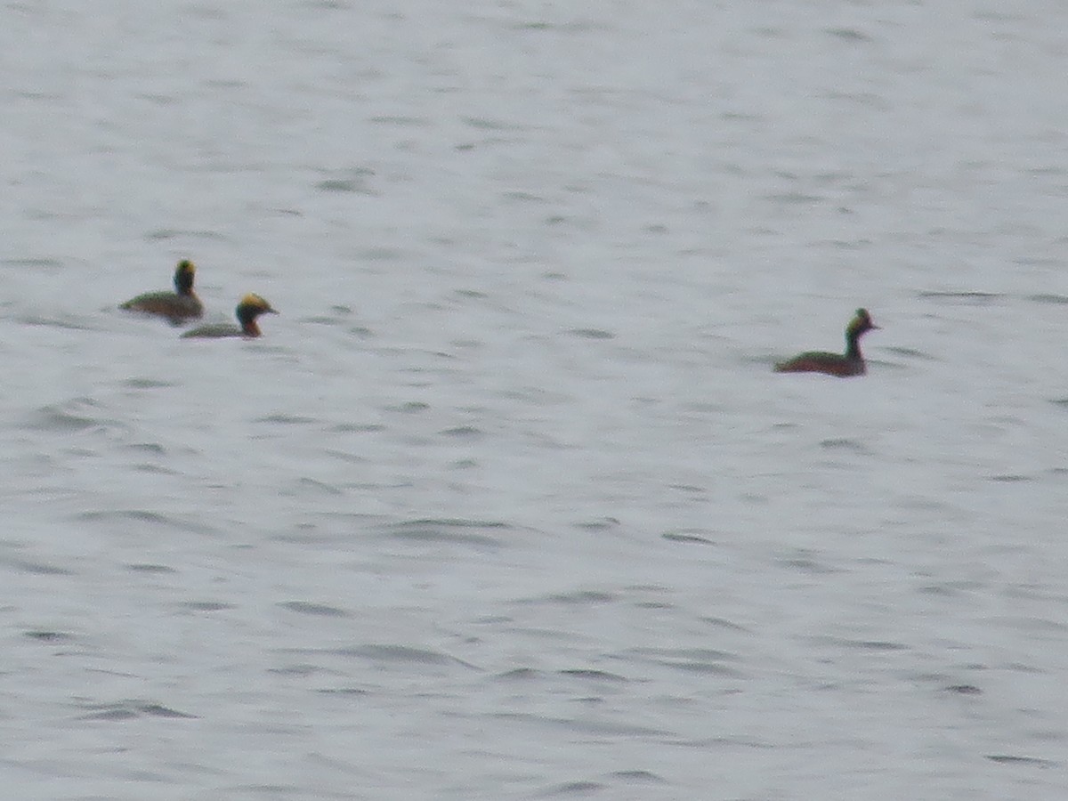Eared Grebe - ML645351461